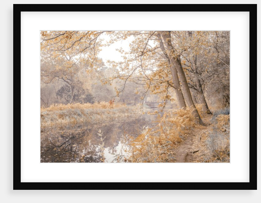 Canal through forest by Assaf Frank